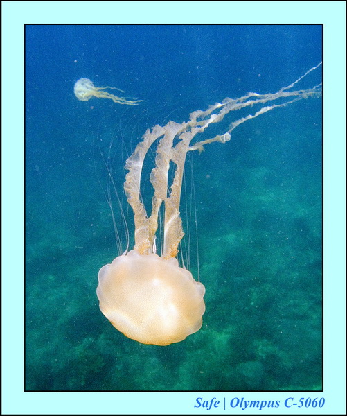 2006 - 07 - Kapas - Plongee N1 - 19